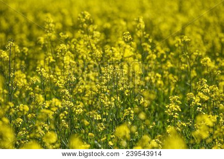 Blooming Colza Flowers In A Colza Field In Poland. Yellow Colza Flower. Rape Flower On Rapeseed.