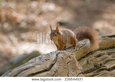 Red Squirrel On Fallen Tree On Brownsea Island.