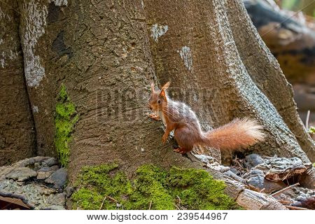 Red Squirrel On Base Of Tree On Brownsea Island.