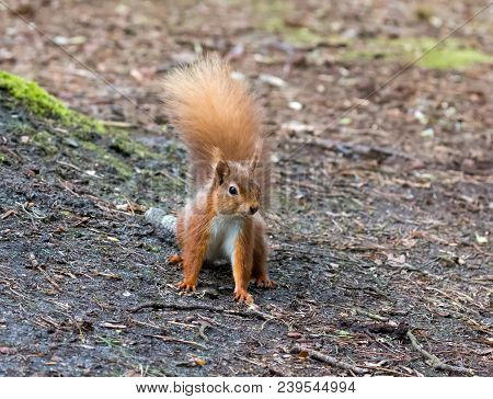 Red Squirrel On Ground In Woodland On Brownsea Island.