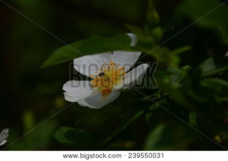 White Flower Of Iron Wood Blooming On Tree, Indian Rose Chestnut Tree