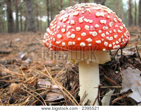 Fly Agaric
