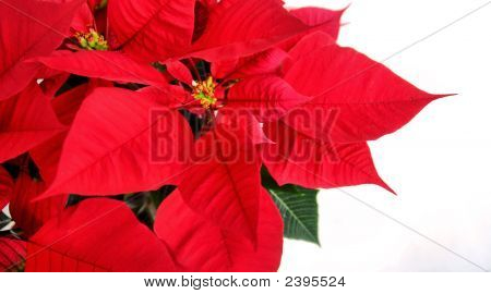 Sommerhus Poinsettia blomst
