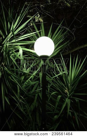 Street Light And Illuminated Yucca Plant Leaves At Night.