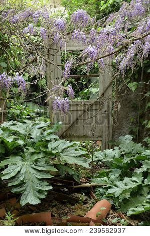 Old Broken Door In Overgrown Garden Of Abandoned House.