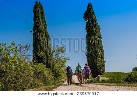 Asciano, Tuscany, Italy - Trekking, Unknown People Walking Along The Famous White Roads