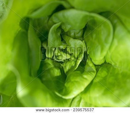 A Green Lettuce Close Up In The Detail