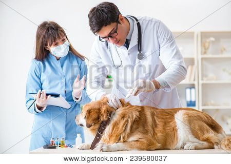 Doctor and assistant checking up golden retriever dog in vet cli