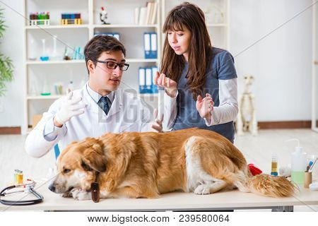 Doctor and assistant checking up golden retriever dog in vet cli