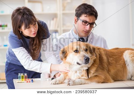 Doctor and assistant checking up golden retriever dog in vet cli