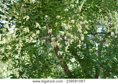 Branches Of Japanese Pagoda Tree In Flower