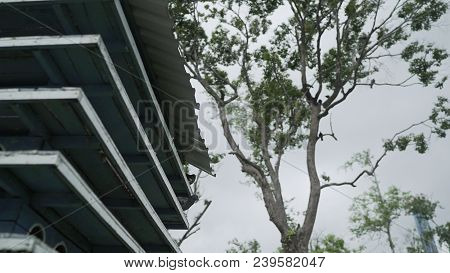 Beautiful Pigeon For Pigeons. Pigeon In The Park. 
High Pigeon In The Zoo.house For Pigeons.