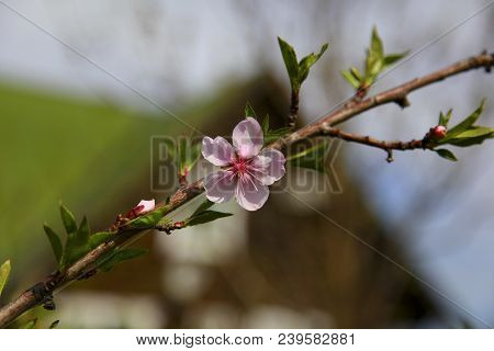 Spring Natural Blurred Background With Pink Flowering Spring Blossom. 
Blossoming Cherry Close-up.