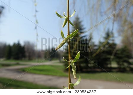 Pendulous Branch Of Weeping Willow With Catkins