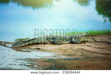 Crocodile Resting On The Shore In Yala National Park, Sri-lanka