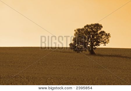 Albero