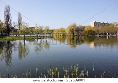 Trees Reflect On The Lake Waters  - Spring Time