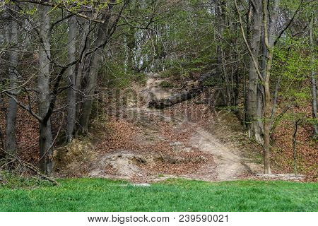Spring Forest. Small Tree Leaf. Green Grass