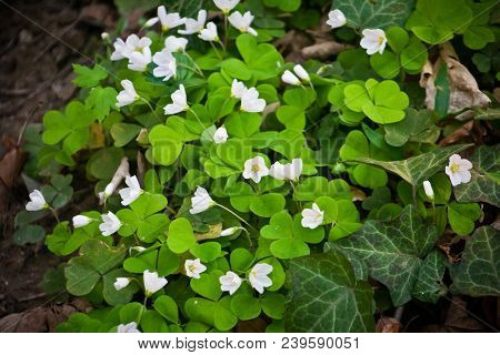 Spring White Flowers Blssom In The Forest