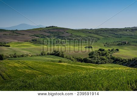Asciano, Tuscany, Italy - Landscape With Yellow Flowers In The Crete Senesi