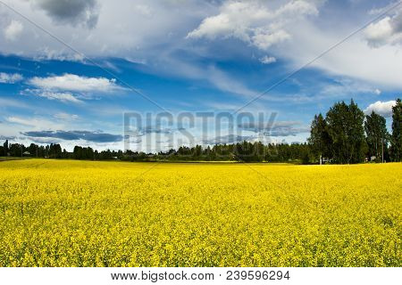 Golden Field Of Flowering Rapeseed With Beautiful Clouds On Sky And On Forest Background