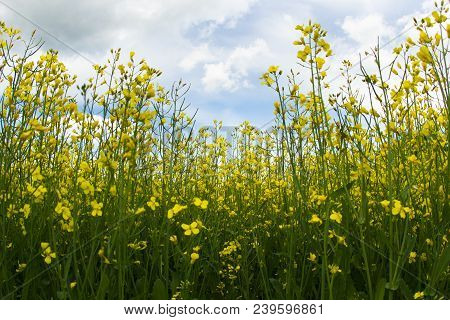 Golden Field Of Flowering Rapeseed Close Up With Beautiful Clouds On Sky,view Of A Bottom-up. Select