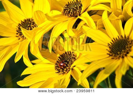 close up einer Gruppe von schönen gelben Blumen und Marienkäfer gibt es
