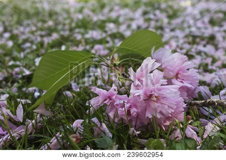 Twik Of Pink Japanese Cherry Flower Laying On The Ground Covered With Petals