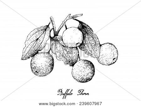 Tropical Fruit, Illustration Of Hand Drawn Sketch Buffalo Thorn Or Ziziphus Mucronata Fruits Isolate