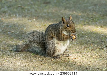 Gray Squirrel In Front Of A Tree Eats A Hazelnut Holding It With Paws, Frontal Portrait, Background 