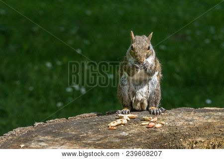 Gray Squirrel In Front Of A Tree Eats A Hazelnut Holding It With Paws, Frontal Portrait, Background 