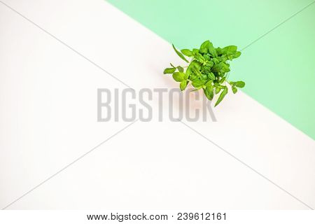 Sprigs And Petals Of Green Fresh Mint With Free Space For Text.