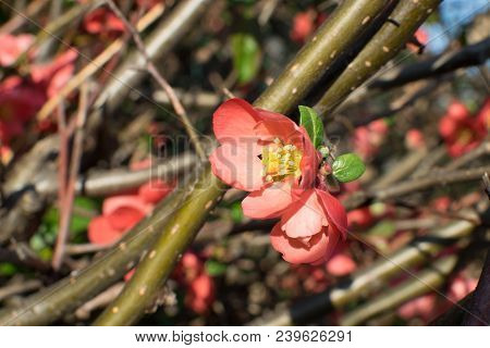 Red Flowers Of Superba In Spring
