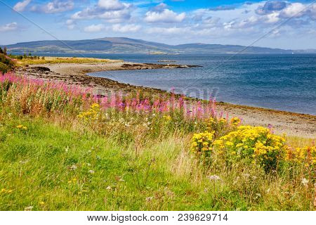 Blooming wildflowers at Isle of Mull coast, Inner Hebrides, Scotland, UK