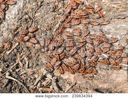 Accumulation Of Firebugs