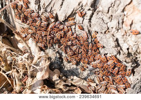 Accumulation Of Firebugs