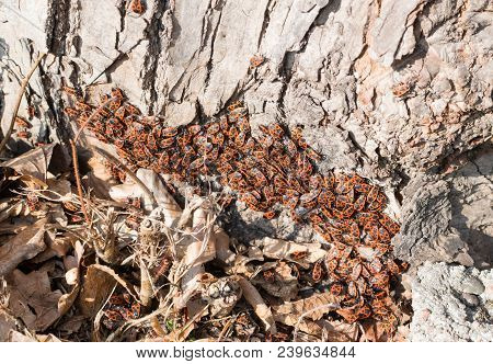 Accumulation Of Firebugs