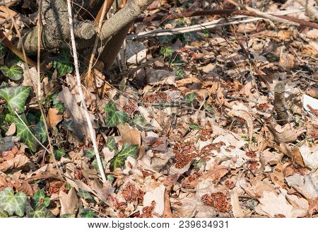 Accumulation Of Firebugs