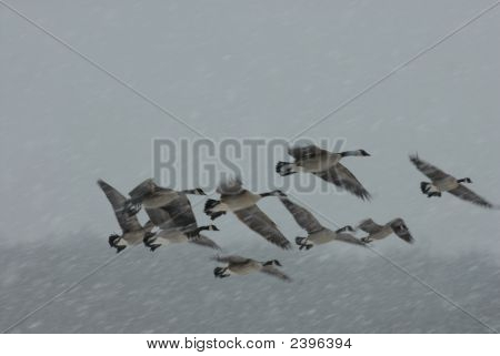 Gregge d'inverno