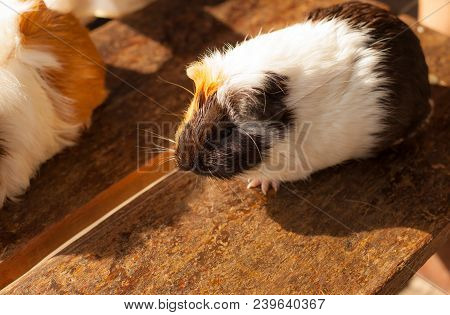 Selective Focus On White, Black, Orange Brown Guinea Pig Drying Wet Fur Under Sunlight. The Domestic