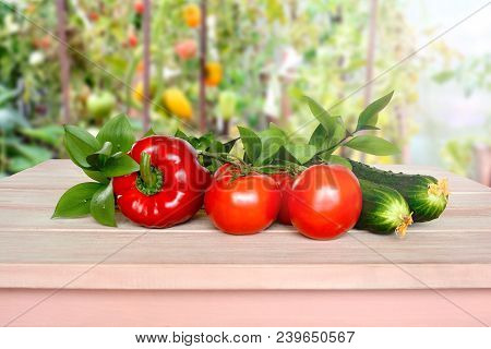Vegetables On A Wooden Table Taken In A Greenhouse. Cultivation Of Tomatoes, Cucumbers And Sweet Pep