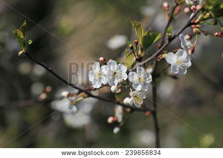 Spring Natural Blurred Background With White Flowering Spring Blossom. 
Blossoming Cherry Close-up.