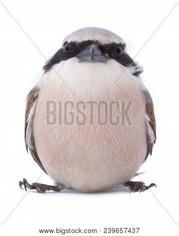 Red-backed Shrike (lanius Collurio) Distorted By A Wide-angle Close-up, Isolated On A White Backgrou