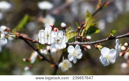 Spring Natural Blurred Background With White Flowering Spring Blossom. 
Blossoming Cherry Close-up.