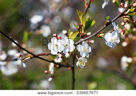 Spring Natural Blurred Background With White Flowering Spring Blossom. 
Blossoming Cherry Close-up.