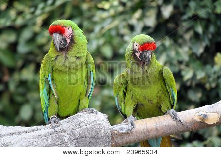 Askeri Macaws (ara Militaris)