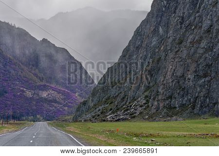 Asphalt Road In The Mountains With Fog And Purple Rhododendron Flowers On The Slopes Of The Mountain