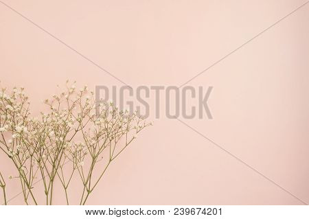 Simple White Flower Of Roses On Punchy Pink Background. Copy Space, Floral Frame. Wedding, Gift Card