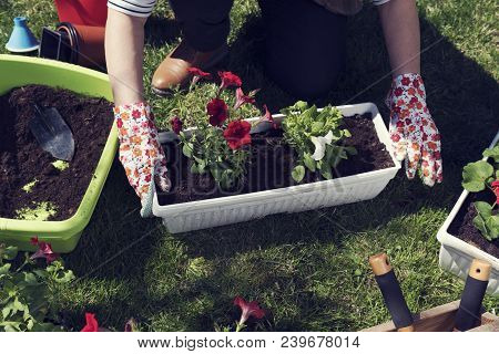 Red And White Ipomea Planted In A Pot