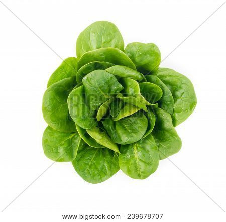 Fresh Spinach Leaves